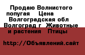 Продаю Волнистого попугая. › Цена ­ 1 000 - Волгоградская обл., Волгоград г. Животные и растения » Птицы   